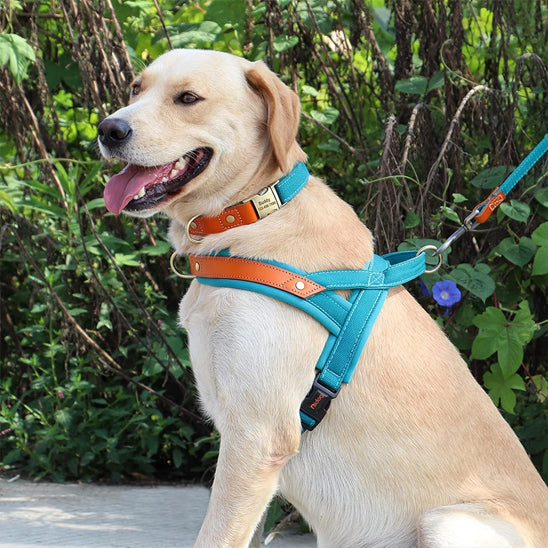 Labrador retreiver assi avec un harnais anti traction bleu 