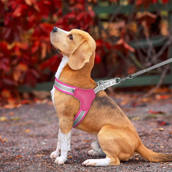 Bouldog assis fièrement avec son harnais anti traction rose dans un jardins