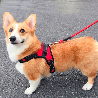 Chien avec un harnais anti-traction rouge 