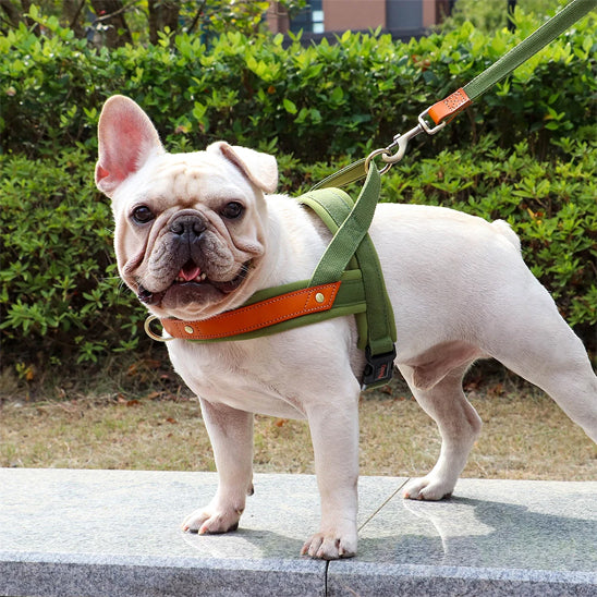 Chien bouldog avec un harnais anti traction vert tenu par une laisse devant une haie d'arbres
