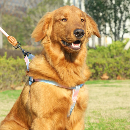Chien avec son harnais rose-bleu assis dans un parc