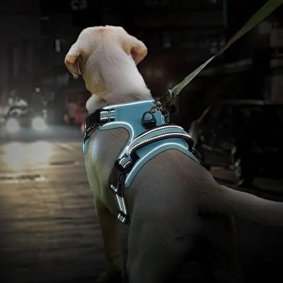 Harnais chien bleu refléchissant