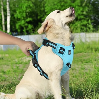 Harnais chien bleu