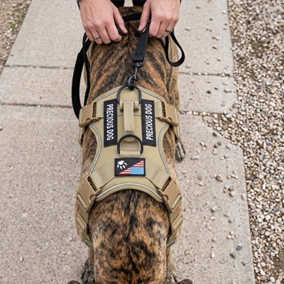 Harnais chien jaune avec laisse