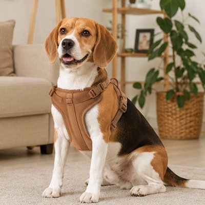 Harnais chien marron au salon