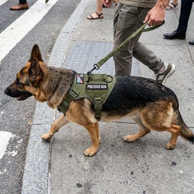 Harnais chien vert en ville