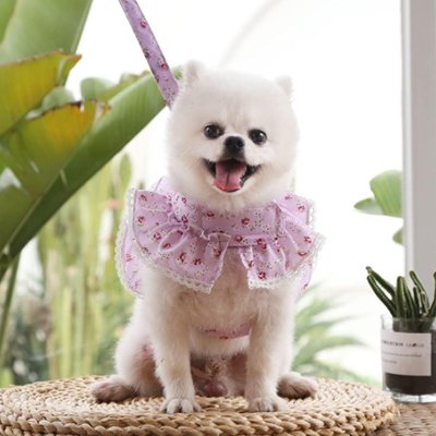 Harnais petit Chien violet