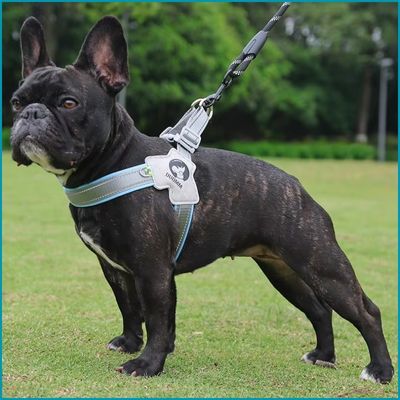 harnais pour chien bleu azur au parc