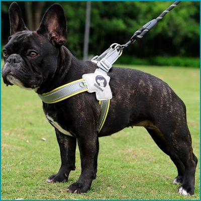 harnais pour chien jaune sortie