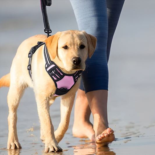 harnais-pour-chien-rose