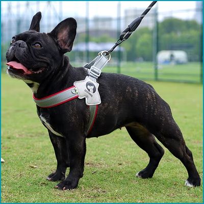 harnais pour chien rouge avec laisse