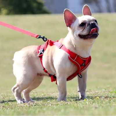 harnais-pour-chien-rouge