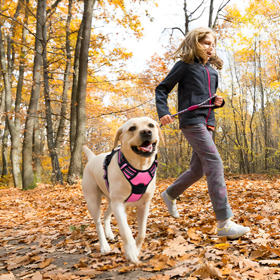 harnais-pour-chien-sortie