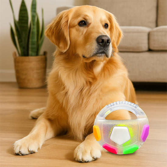 Golden retriever assis dans un salon avec son jouet la balle interactive avec poignée