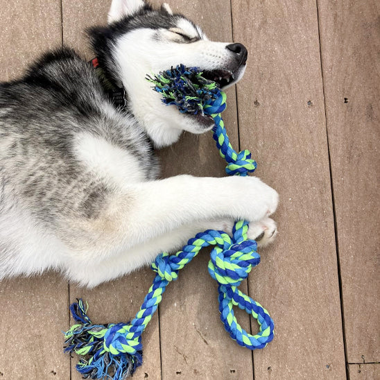 Chien jouant avec son jouet indestructible