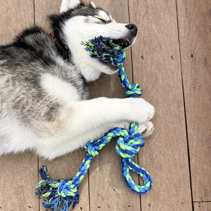 Chien jouant avec son jouet indestructible