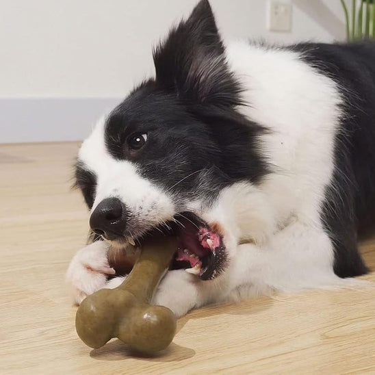 Jouet pour chien indestructible croque par un chien