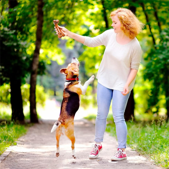 Jouet pour chien indestructible jouant dans le parc avec sa maîtresse
