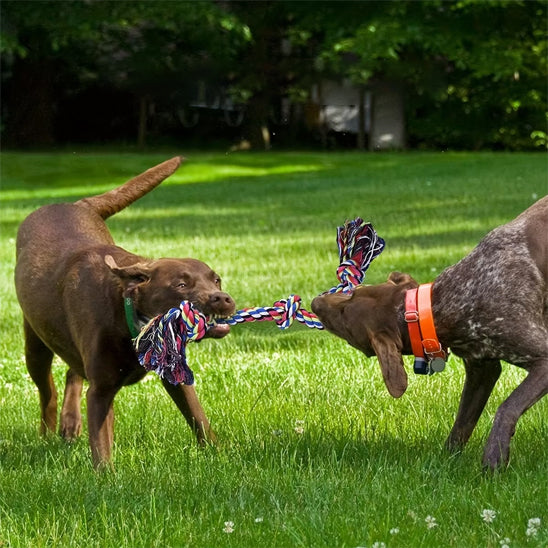 Jouet pour chien indestructible rouge tiré par deux chiens