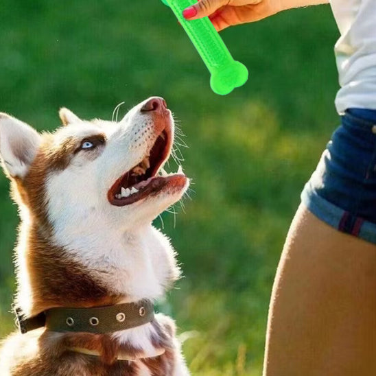 Femme jouant avec son chien avec un jouet pour chien indestructible vert en caoutchouc, idéal pour mâcher et renforcer l’hygiène dentaire canine.
