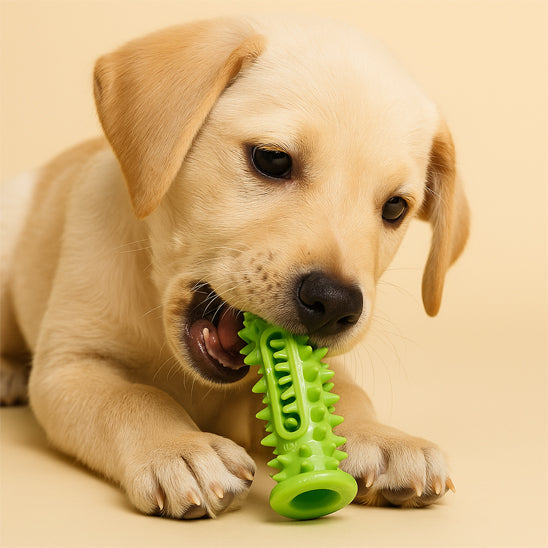 Chien jouant avec un jouet pour chien indestructible vert de stimulation intellectuelle qui réduit les comportements destructeurs