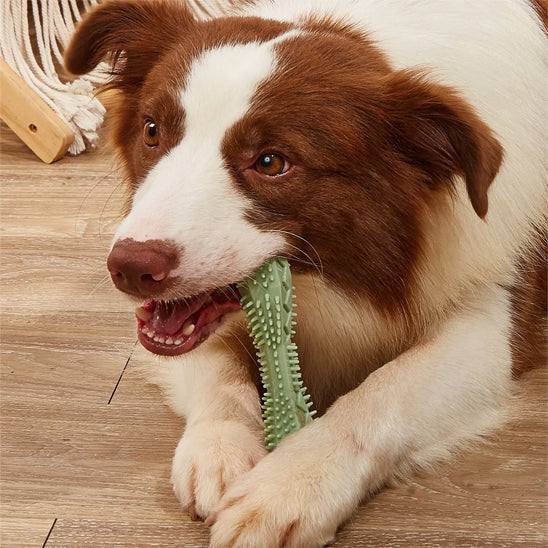 Vue de haut d’un chien tenant avec ses pattes un jouet pour chien indestructible vert et le croquant avec ses dents.