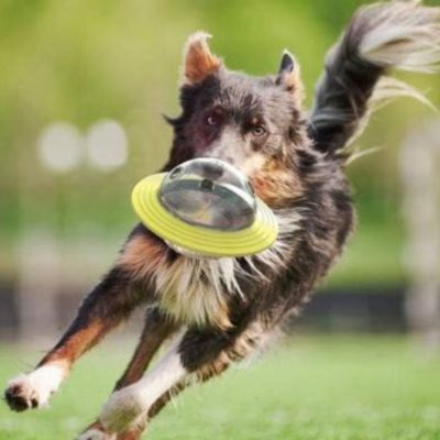 Chien avec jouet pour chien soucoupe volante jaune
