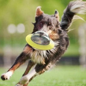 Chien avec jouet pour chien soucoupe volante jaune