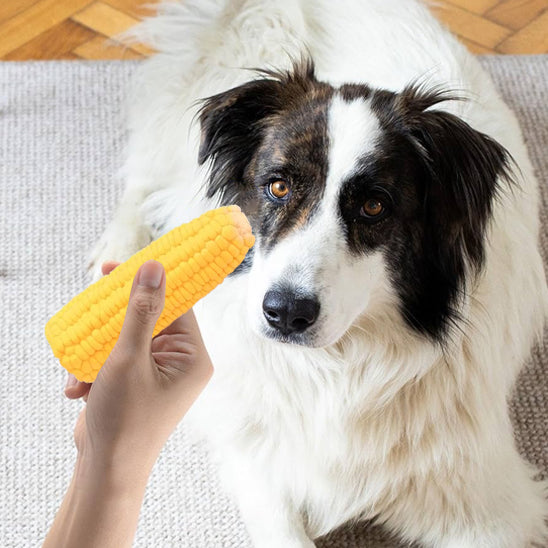 Chien heureux avec son jouet pour chiens écologique en forme de maïs dans le salon