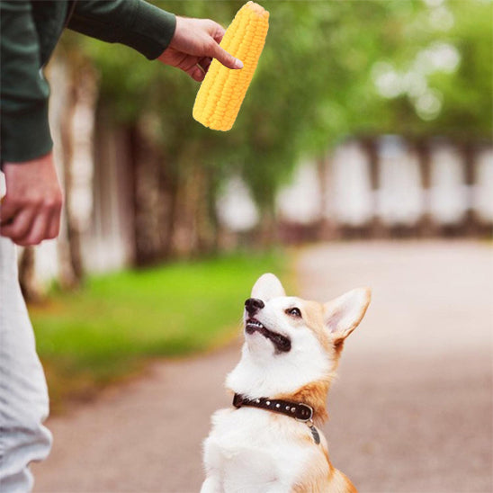 Chien en promenade avec son maître lui montrant le jouet pour chiens en latex en forme de maïs, idéal pour occuper et divertir
