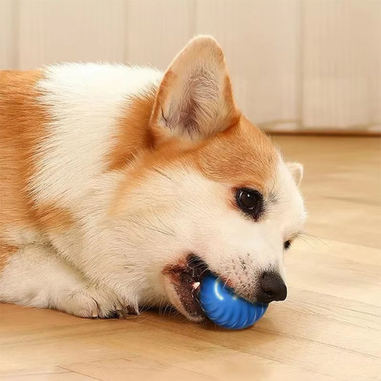 chien jouant avec une balle interactive bleu, jouets pour chien divertissants