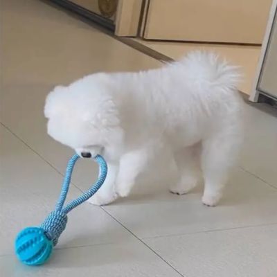Chien qui joue dans le salon avec jouets pour chien interactifs et résistants pour le divertissement et l’exercice