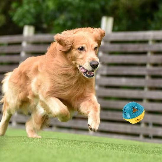 Chien qui court derrière une balle sonore jaune et bleu, jouets pour chien pour développer son agilité