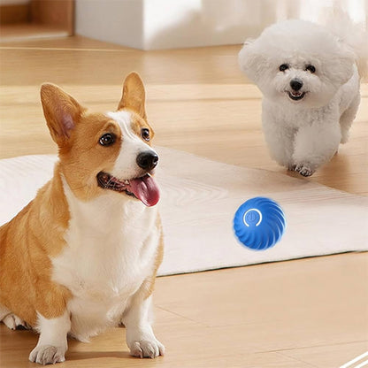 Jouets pour chien balle interactive imprévisible, deux chiens qui s’amusent à la maison