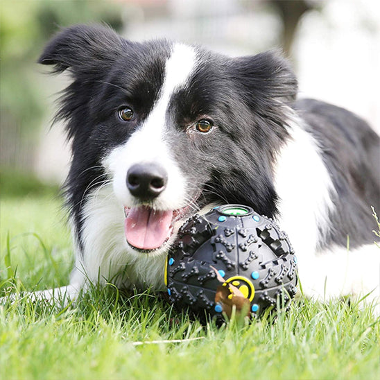 Chien assis sur le gazon devant le jouets pour chien ludique
