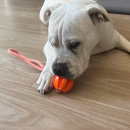 Chien s’amusant dans le salon avec une balle orange à corde, jouets pour chien conçus pour libérer le stress et l’ennui au quotidien