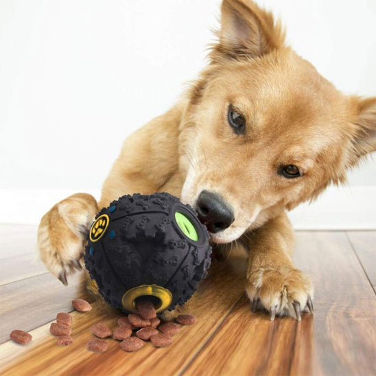 Chien devant le jouets pour chien noir avec des croquettes libérés