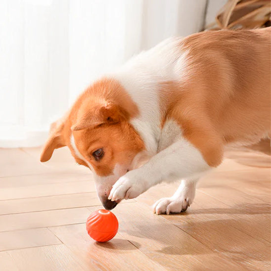 Chien jouant avec jouets pour chien balle interactive rose amusante