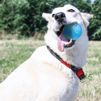Chien assis dans l’herbe mordillant une balle interactive bleu, jouets pour chien idéals pour l’extérieur
