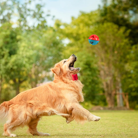Chien en mouvement poursuivant une balle sonore rouge et bleu, jouets pour chien stimulant l’exercice physique