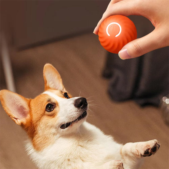 Chien fixant la main de son maître qui tient jouets pour chien interactive rose