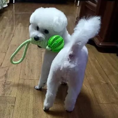 Chien jouant avec jouets pour chien vert dans le salon, idéale pour stimuler l’intelligence et l’activité physique