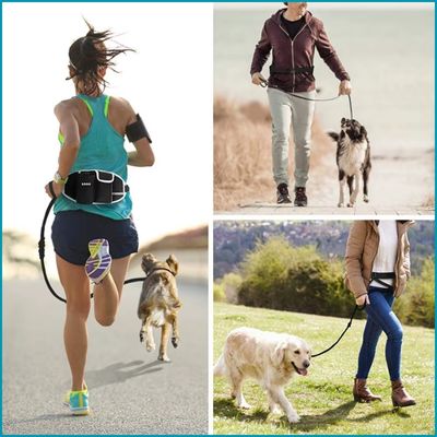 laisse-chien-promenade