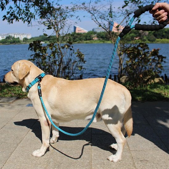 Laisse pour chien bleu au bord du lac