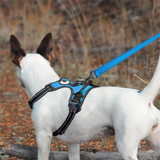 Laisse pour chien bleu avec harnais