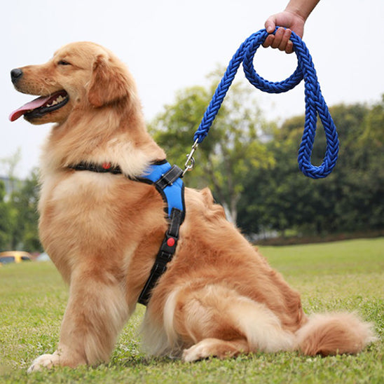 laisse-pour-chien-bleu