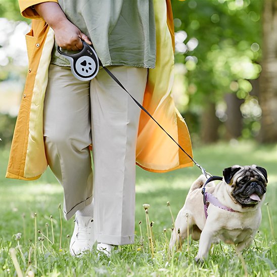 Laisse pour chien enrouleur avec bouledogue français