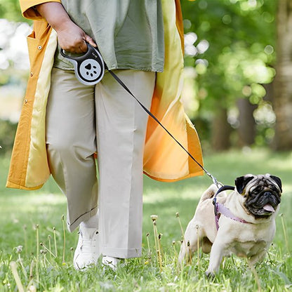 Laisse pour chien enrouleur avec bouledogue français