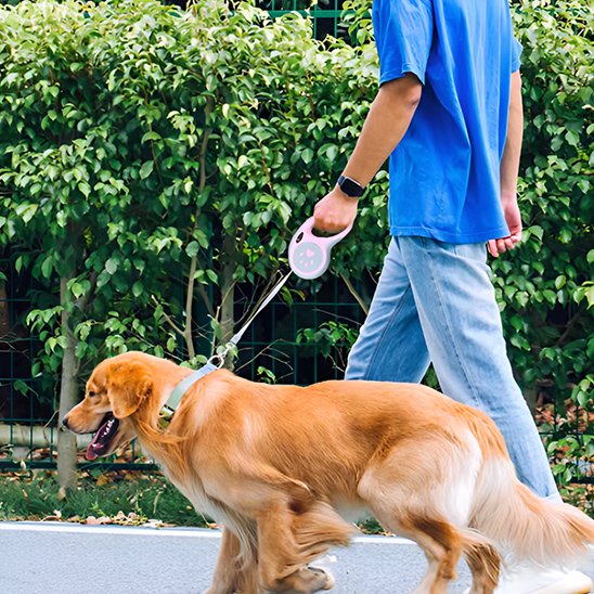 Laisse pour chien enrouleur rose en marche