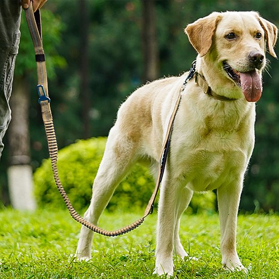 Laisse pour chien kaki de face